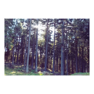 Licht zwischen den Kiefern - Wilde Natur Rumänien Fotodruck