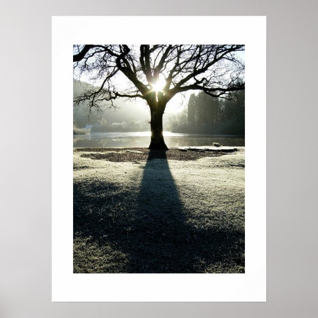 Lichtbaum: Derwentwater, Cumbria Poster (Vorne)
