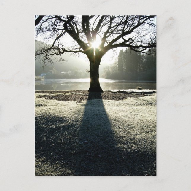 Lichtbaum: Derwentwater, Cumbria Postkarte (Vorderseite)