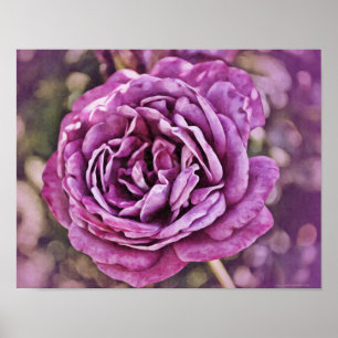 Lichtbild-Kunstwerk "Purple Rose" Poster