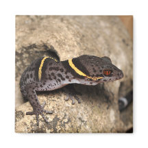 Lichtenfelder Gecko