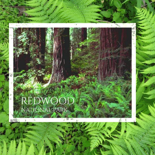 Lichtfilterung durch Redwood Trees, Ferns Postkarte (Von Creator hochgeladen)