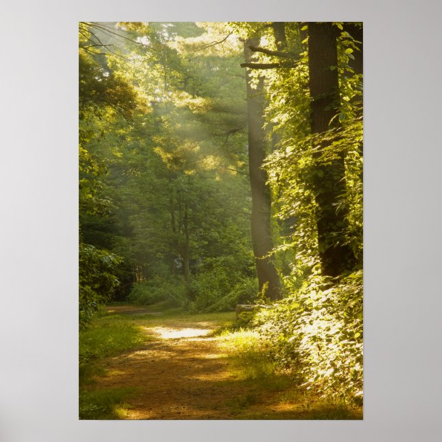Lichtstrahlen im Wald Poster (Vorne)