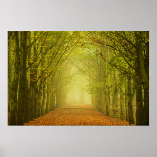 LichtTunnel im Wald Poster