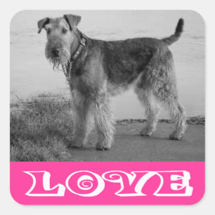 Liebe Airedale Terrier Welpe Hund Rosa Aufkleber
