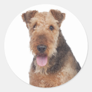 Liebe Airedale Terrier Welpen Hund Aufkleber