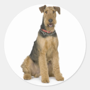 Liebe Airedale Terrier Welpen Hund Aufkleber