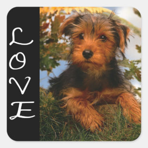 Liebe Airedale Terrier Welpen Hund Schwarz Aufkleb Quadratischer Aufkleber