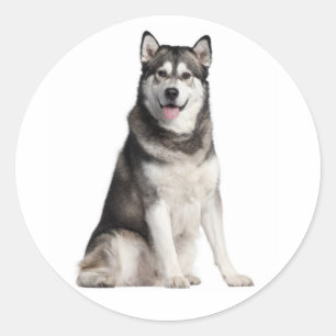 Liebe Alaskan Malamute Grau und Schwarz Welpenhund Runder Aufkleber