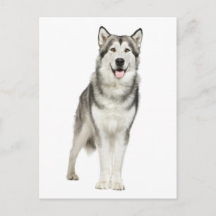 Liebe Alaskan Malamute Welpenhund Postkarte