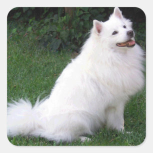 Liebe American Eskimo Puppy Docker / Label Quadratischer Aufkleber