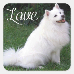 Liebe American Eskimo Welpen Hund Aufkleber / Etik