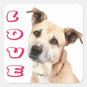 Liebe American Staffordshire Terrier Hund Aufklebe Quadratischer Aufkleber
