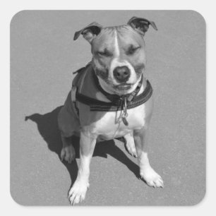 Liebe American Staffordshire Terrier Hund Aufklebe Quadratischer Aufkleber