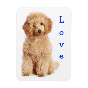 Liebe Apricot Poodle Spielzeug Welpe Hund Kühlsch Magnet
