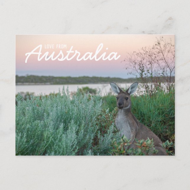 Liebe aus Australien Kangaroo Sunset Lake Postcard Postkarte (Vorderseite)
