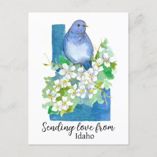 Liebe aus Idaho Bluebird Syringa Postkarte