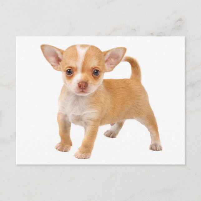 Liebe Baby Chihuahua Welpe Doppy Post Card Postkarte (Vorderseite)