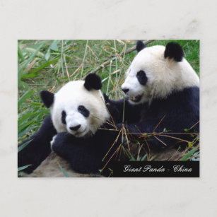 Liebe & Bamboo - Riesenpanda - Bären / China Postkarte