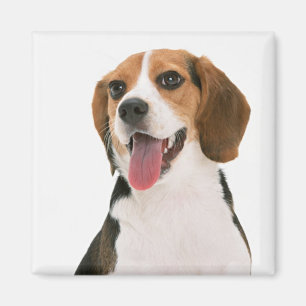 Liebe Beagle Welpe Hund Magnet