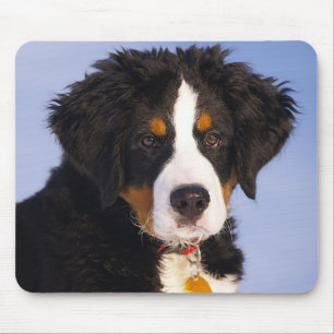 Liebe Berner Sennenhund Welpe Mauspad