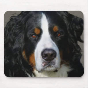 Liebe Berner Sennenhund Welpen Mauspad