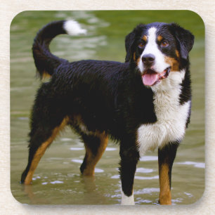 Liebe Berner Sennenhund Welpen Untersetzer Set
