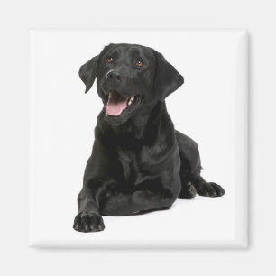 Liebe Black Labrador Retriver Puppy Dog Magnet
