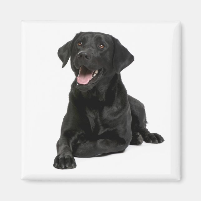 Liebe Black Labrador Retriver Puppy Dog Magnet (Vorne)