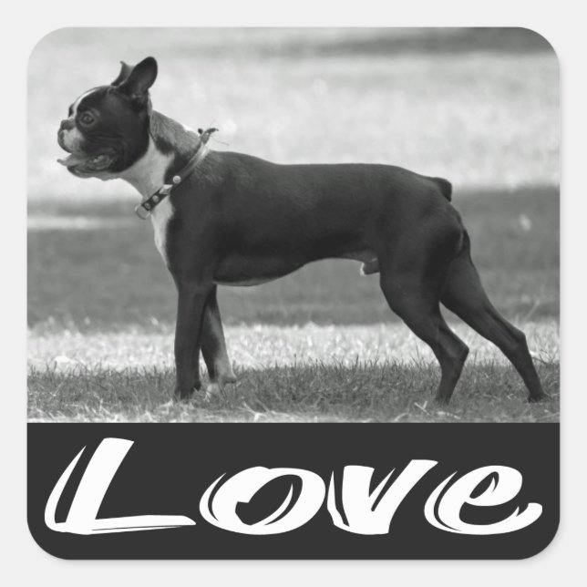 Liebe Black & White Boston Terrier Hundsticker Quadratischer Aufkleber (Vorderseite)
