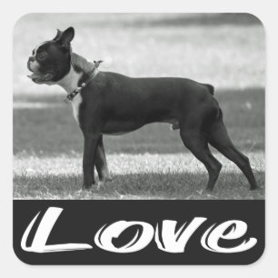 Liebe Black & White Boston Terrier Hundsticker Quadratischer Aufkleber