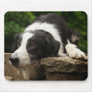 Liebe Border Collie Welpe Hund Mauspad