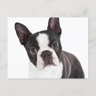 Liebe Boston Terrier Puppy Dog Postkarte