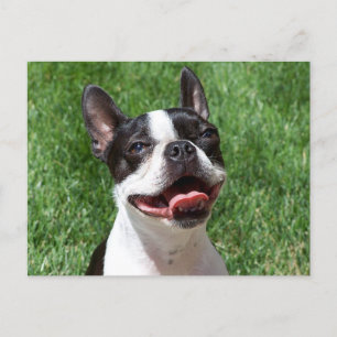 Liebe Boston Terrier Welpe Dog denken Sie an Sie Postkarte