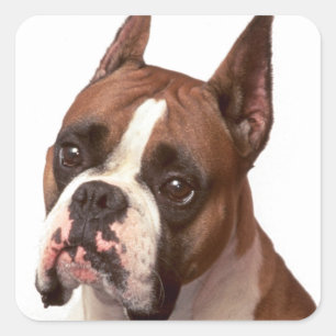 Liebe Boxer Welpe Hund Gruß Aufkleber
