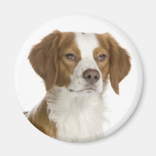 Liebe Brittany Spaniel Welpe Hund Magnet