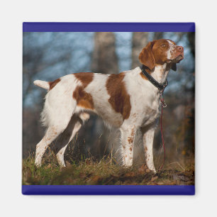 Liebe Brittany Spanische Welpe Hund Magnet