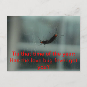 Liebe Bug Fieber Postkarte