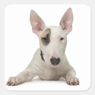 Liebe Bull Terrier Welpe Hund Aufkleber / Etikett