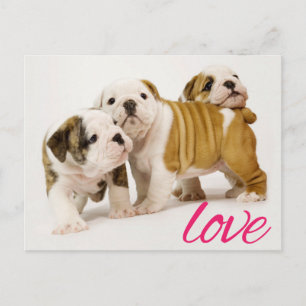Liebe Bulldogge Welpen-Hund-Grußpostkarte Postkarte