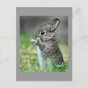 Liebe Bunny Hug Postkarte