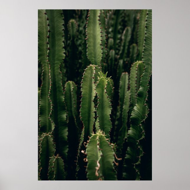 LIEBE CACTUS POSTER (Vorne)