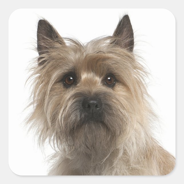 Liebe Cairn Terrier Puppy Dog Grußkleber Quadratischer Aufkleber (Vorderseite)