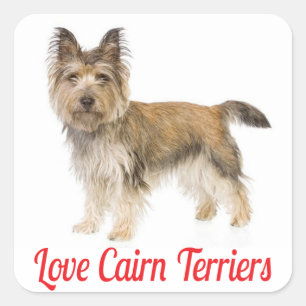 Liebe Cairn Terrier Welpenhund Grüßaufkleber Quadratischer Aufkleber