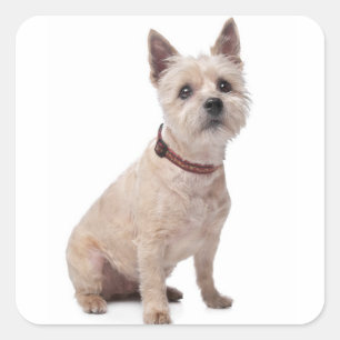 Liebe Cairn Terrier Welpenhund Grüßaufkleber Quadratischer Aufkleber