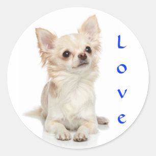 Liebe Chihuahua Aufkleber
