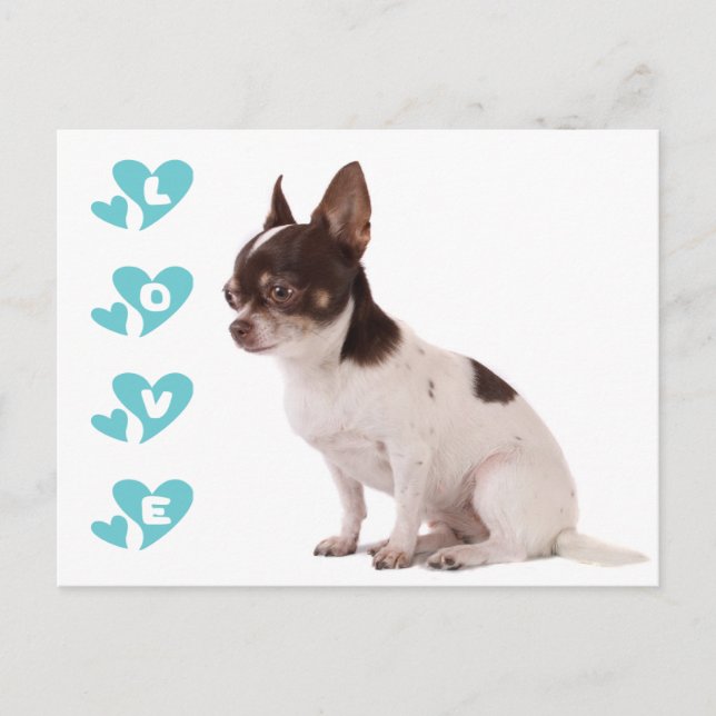 Liebe Chihuahua Welpe Doppy Post Card Postkarte (Vorderseite)