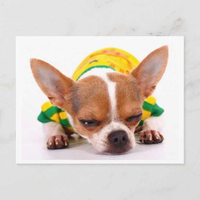 Liebe Chihuahua Welpe Doppy Post Card Postkarte (Vorderseite)