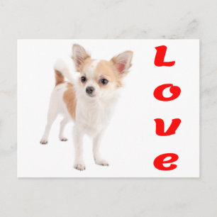Liebe Chihuahua-Welpen-Hund-Postkarte Postkarte