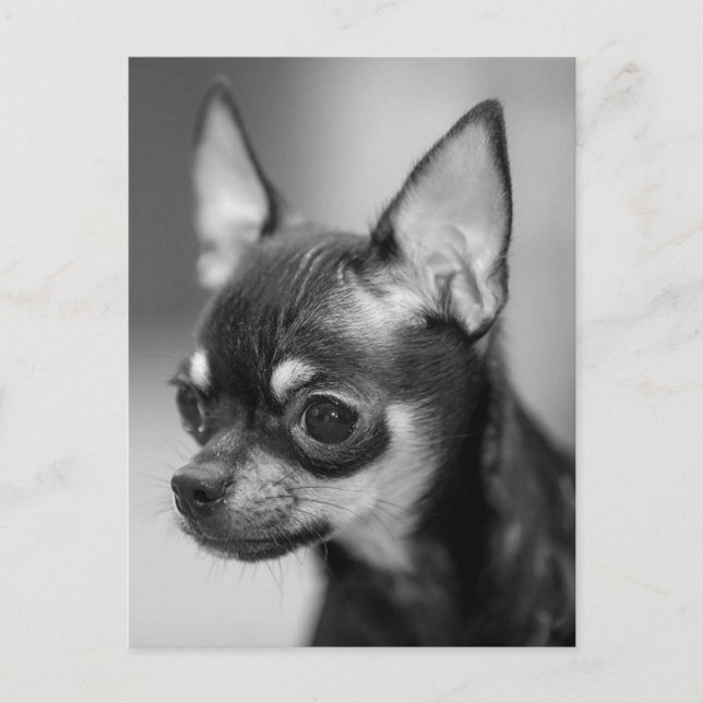 Liebe Chihuahua Welpen Hund Schwarz-Weiß-Postkarte Postkarte (Vorderseite)